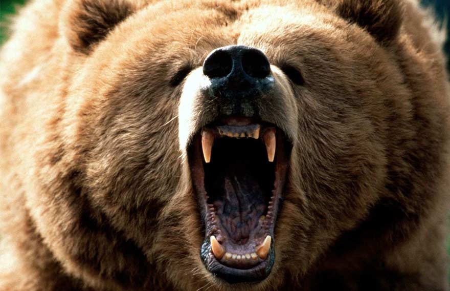 ohota-na-kamchatskogo-burogo-medvedja.jpg